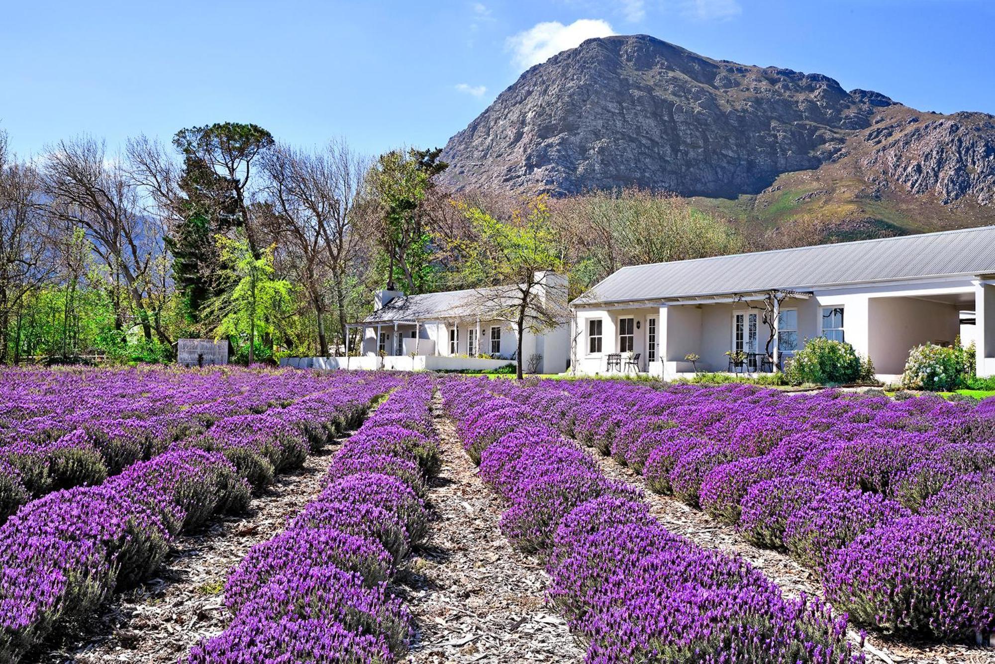 Lavender Farm Boutique Guest House Franschhoek Exterior photo