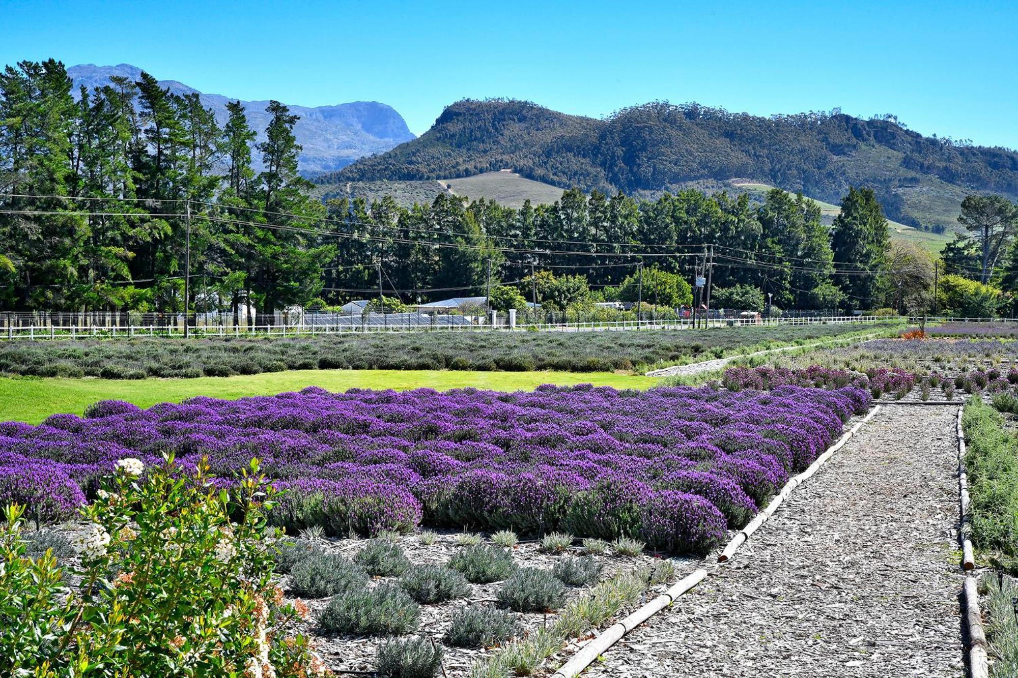 Lavender Farm Boutique Guest House Franschhoek Exterior photo